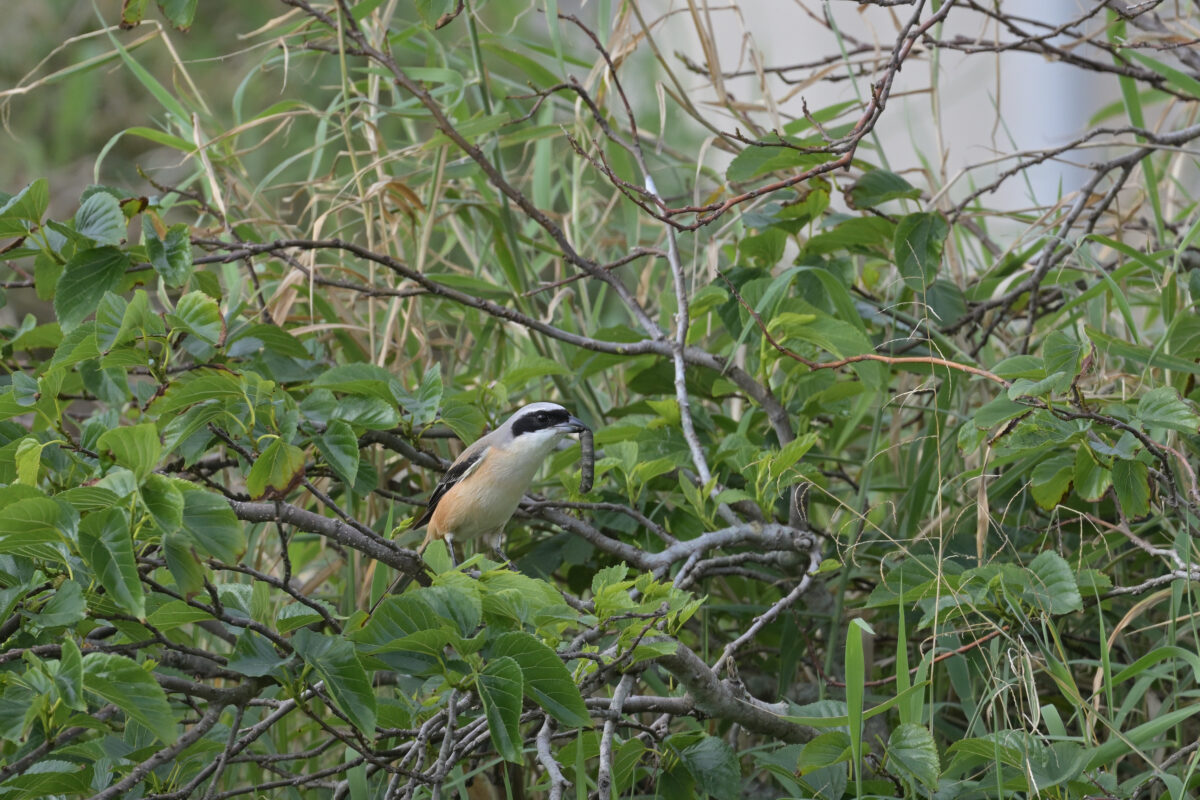 タカサゴモズ
西表島
住吉牧場