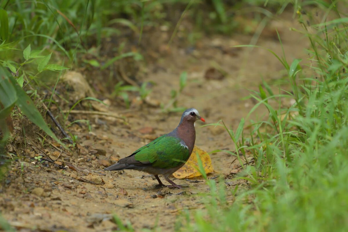 キンバト
西表島
ミダラの田んぼ