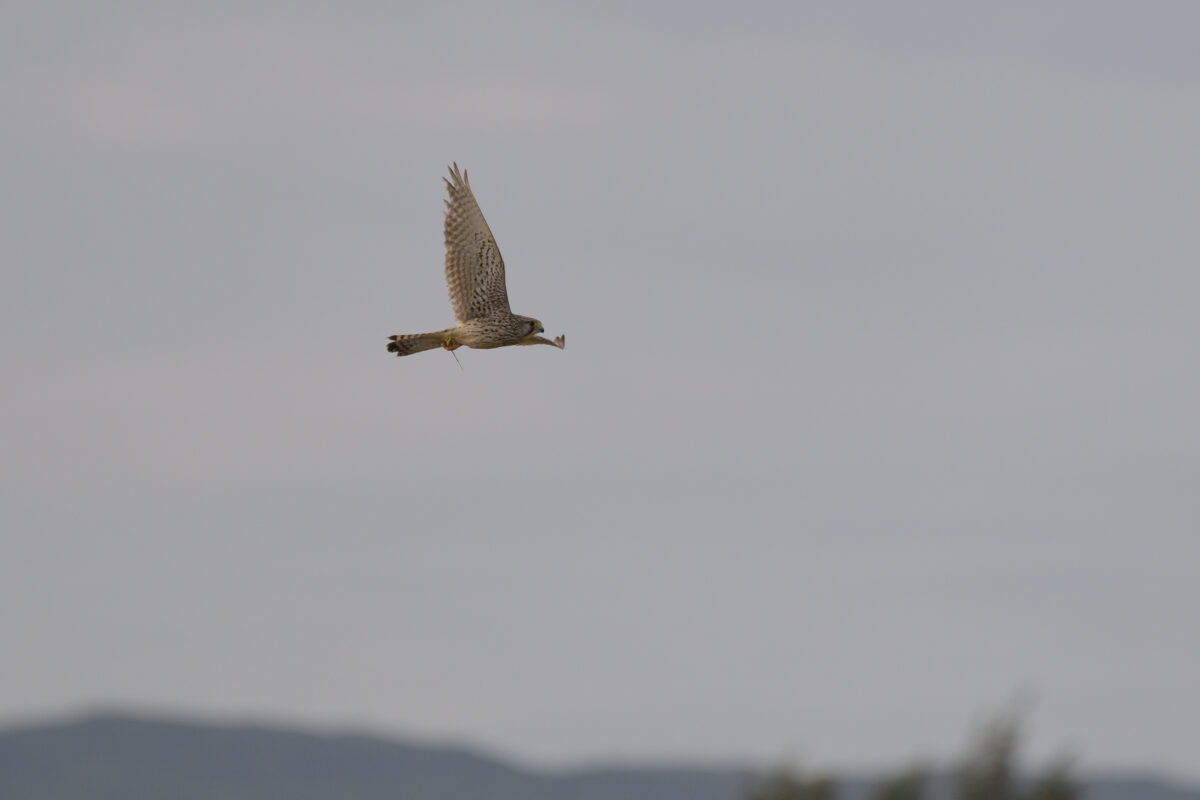 チョウゲンボウ
チョウゲンボウ若鳥
西表島
仲間崎