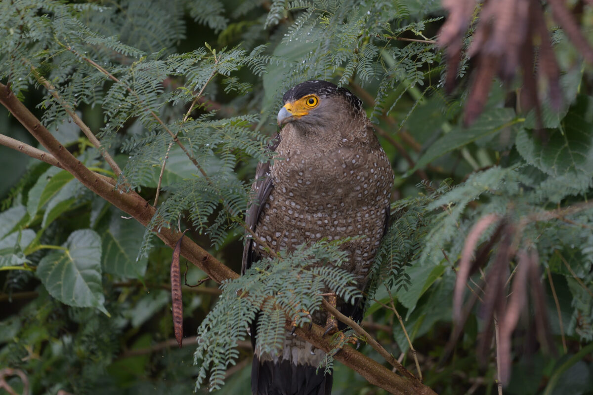 カンムリワシ
西表島
県道沿い