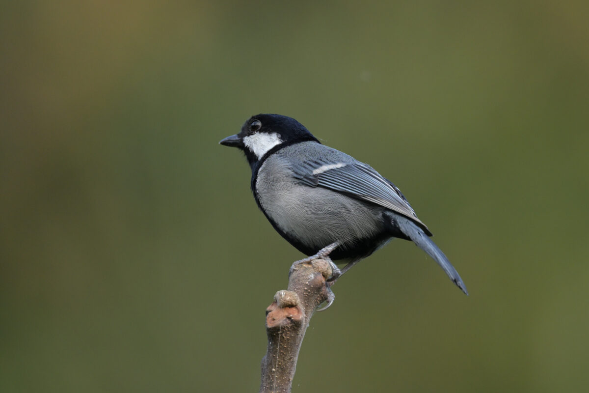 イシガキシジュウカラ
西表島
白浜林道