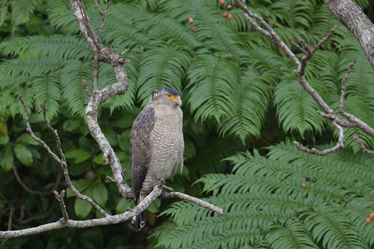 カンムリワシ
西表島
大浜農園