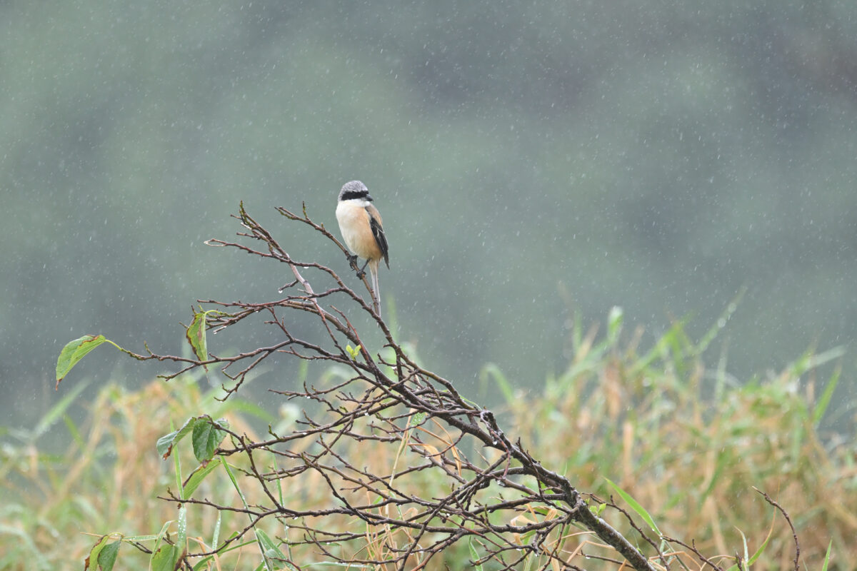 タカサゴモズ
西表島
住吉牧場