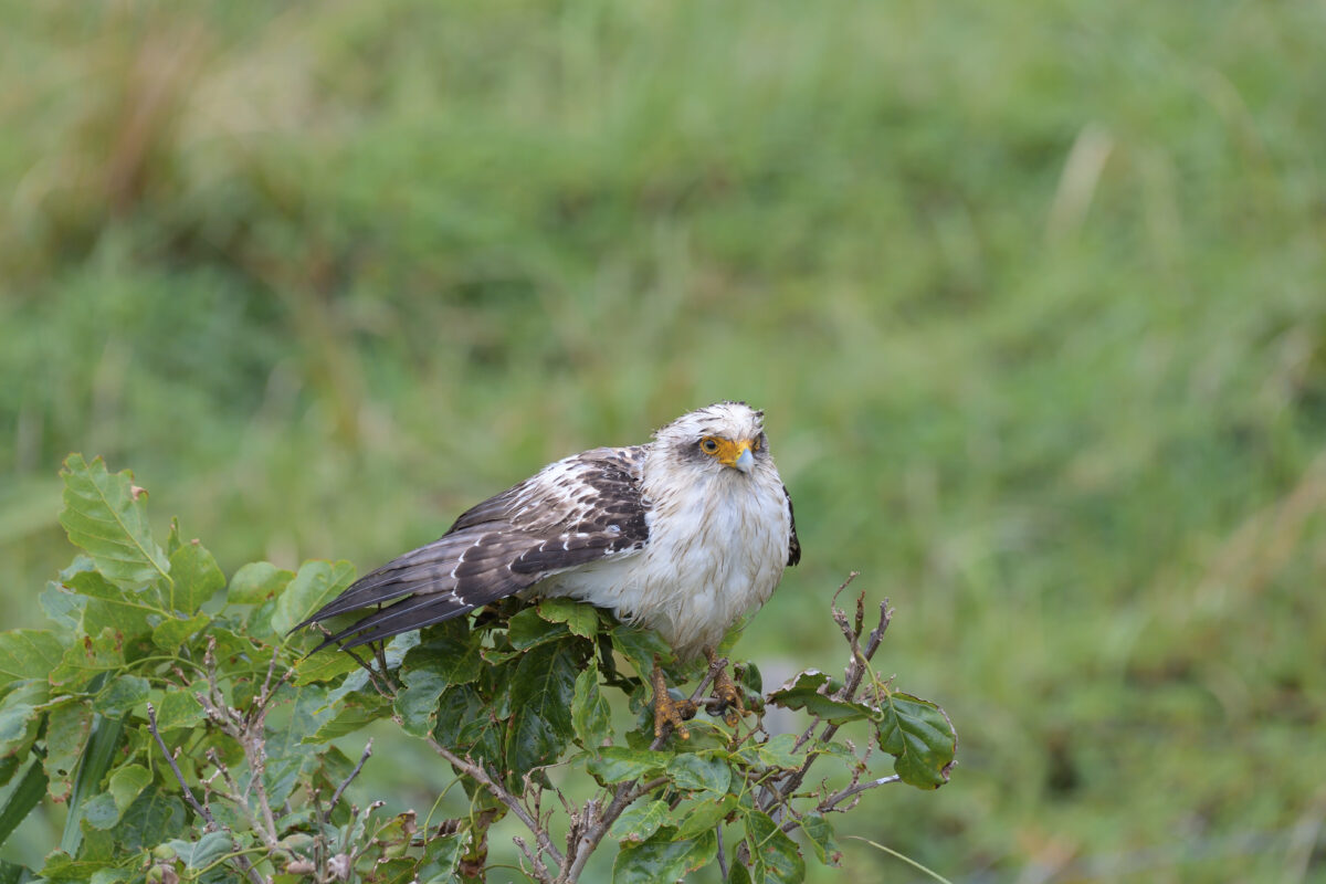 カンムリワシ幼鳥
カンムリワシ
西表島
ホネラ海岸