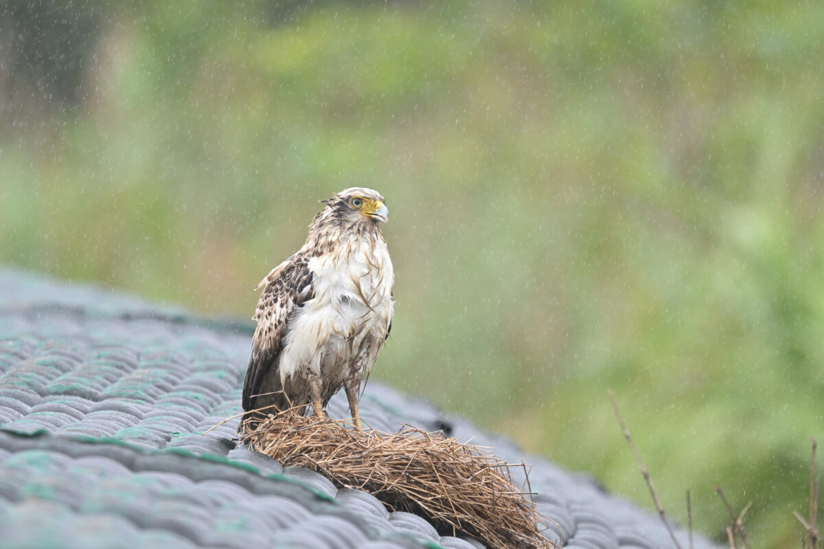 カンムリワシ
カンムリワシ幼鳥
西表島
美原の田んぼ