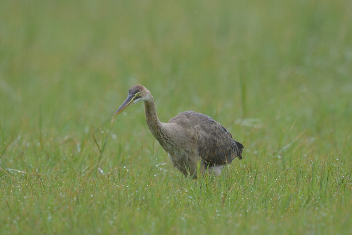 ムラサキサギ
ムラサキサギ若鳥
西表島
古見集落