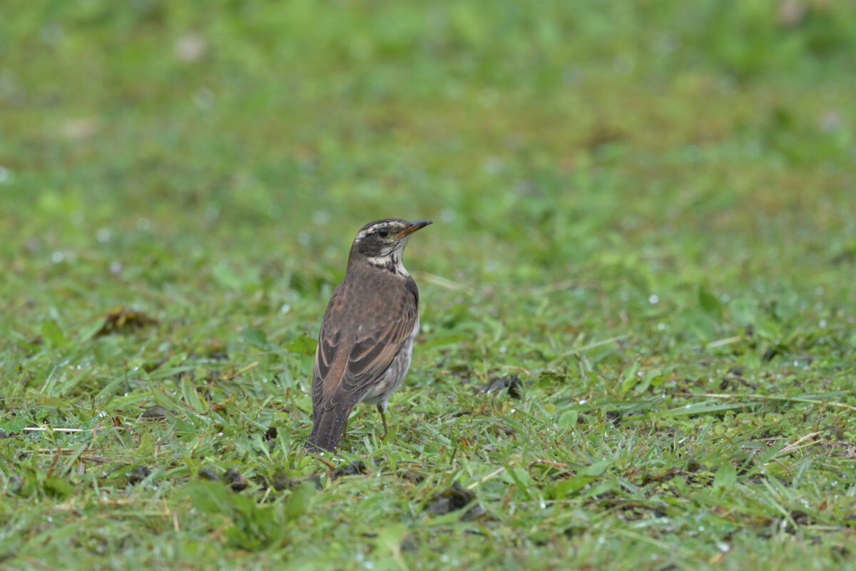 ツグミ
西表島
西表島総合センター