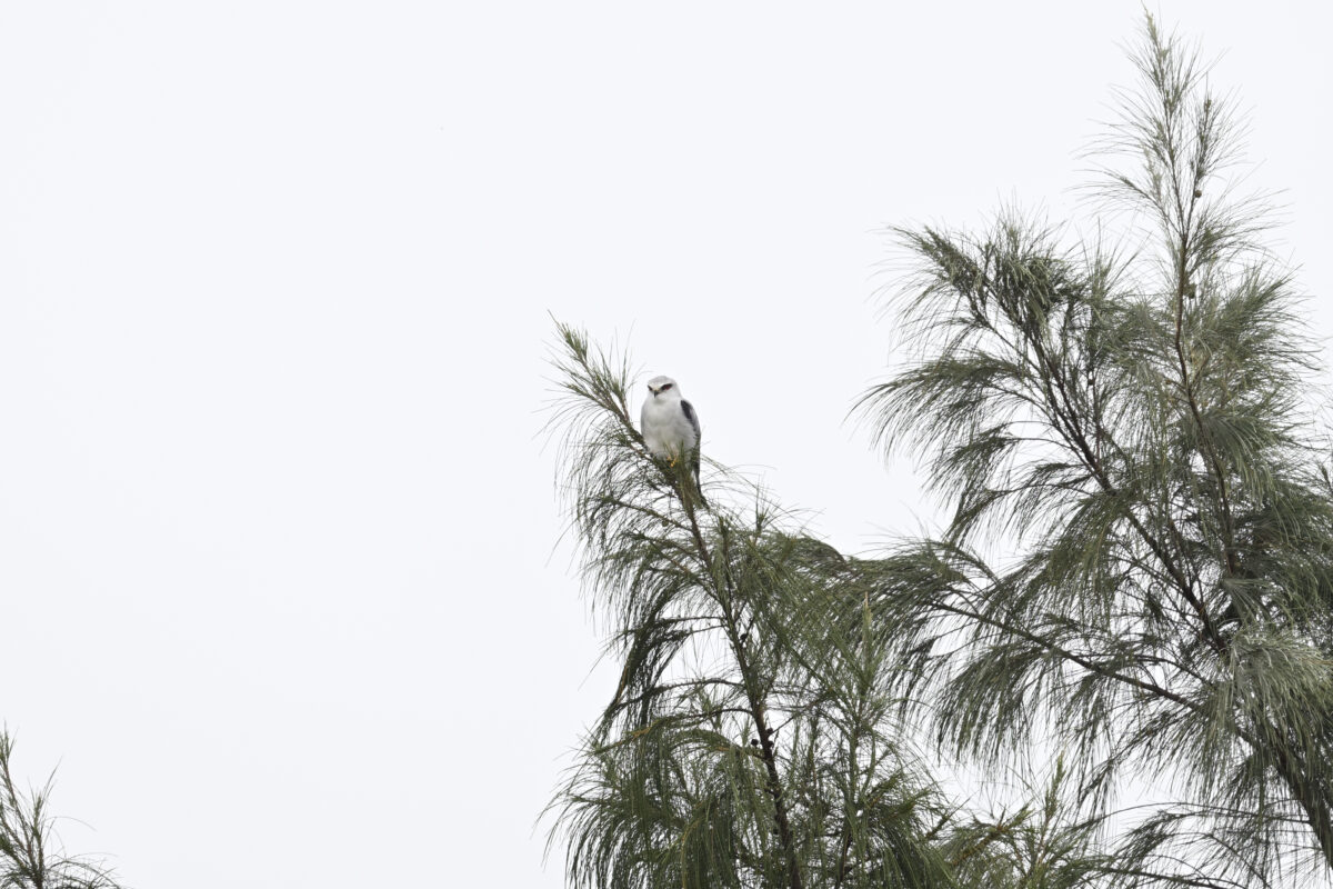 カタグロトビ
西表島
佐久田
