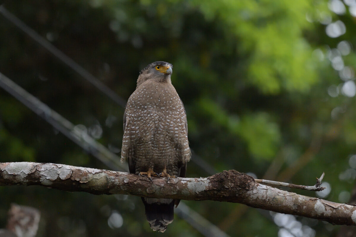 カンムリワシ
西表島
県道沿い
