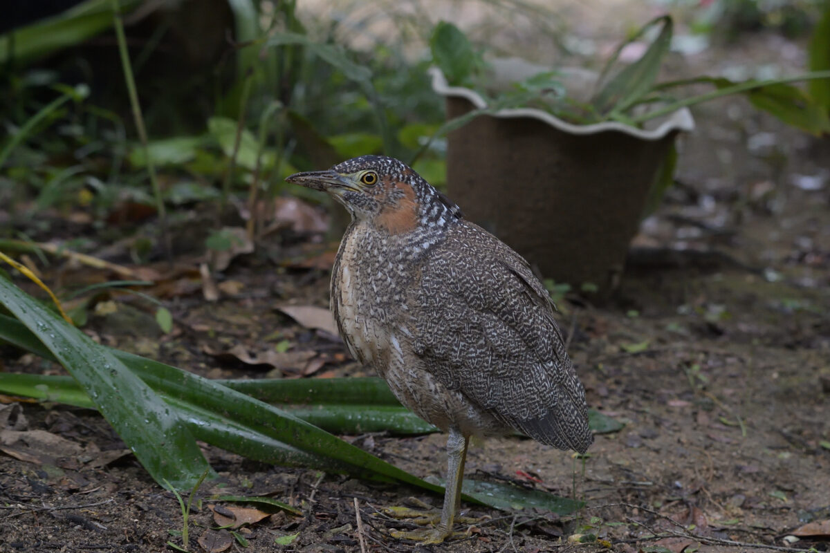 ズグロミゾゴイ
ズグロミゾゴイ幼鳥
西表島
星立集落