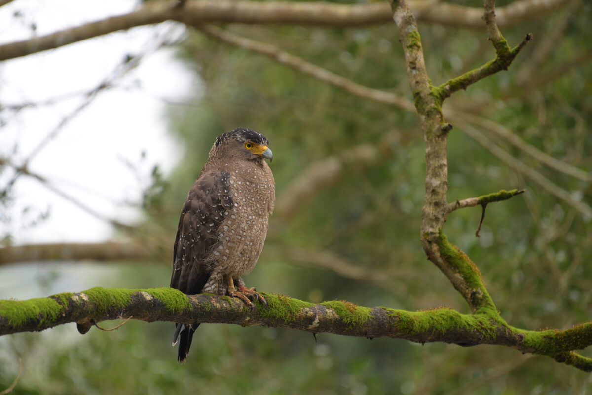 カンムリワシ
西表島
白浜林道