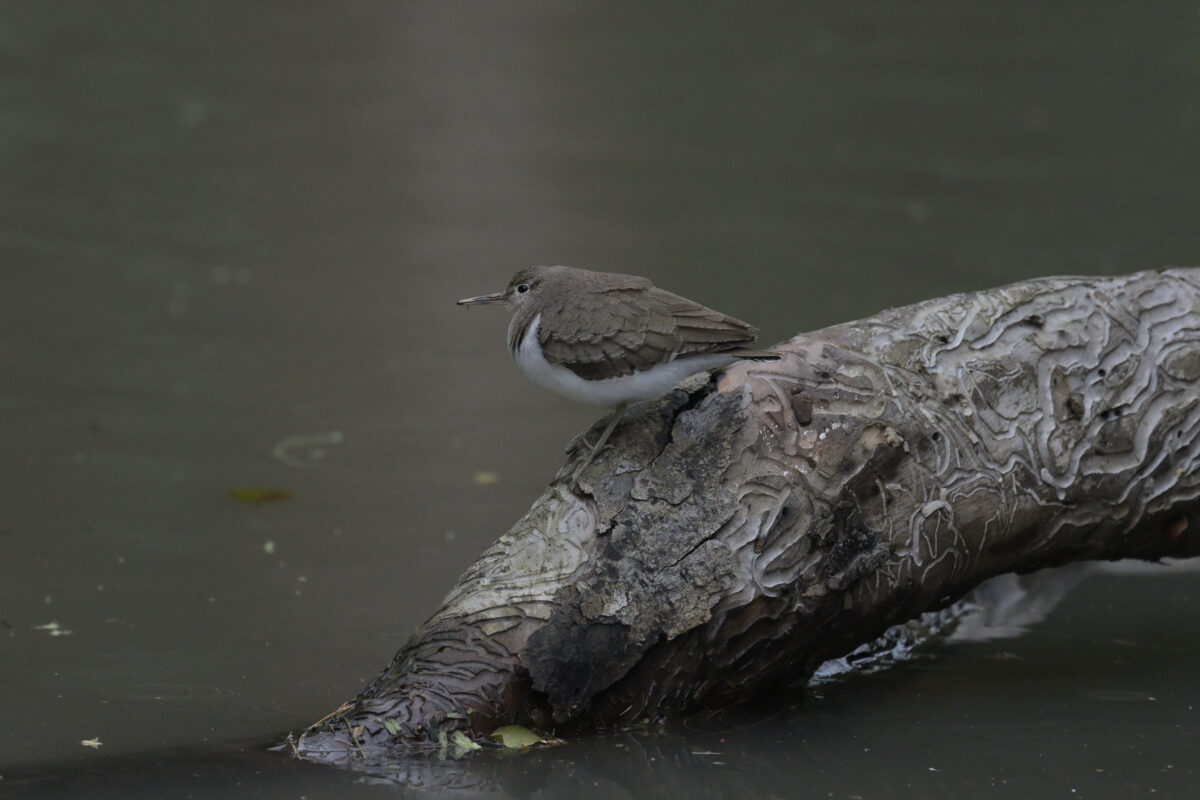イソシギ
ミダラの田んぼ
西表島