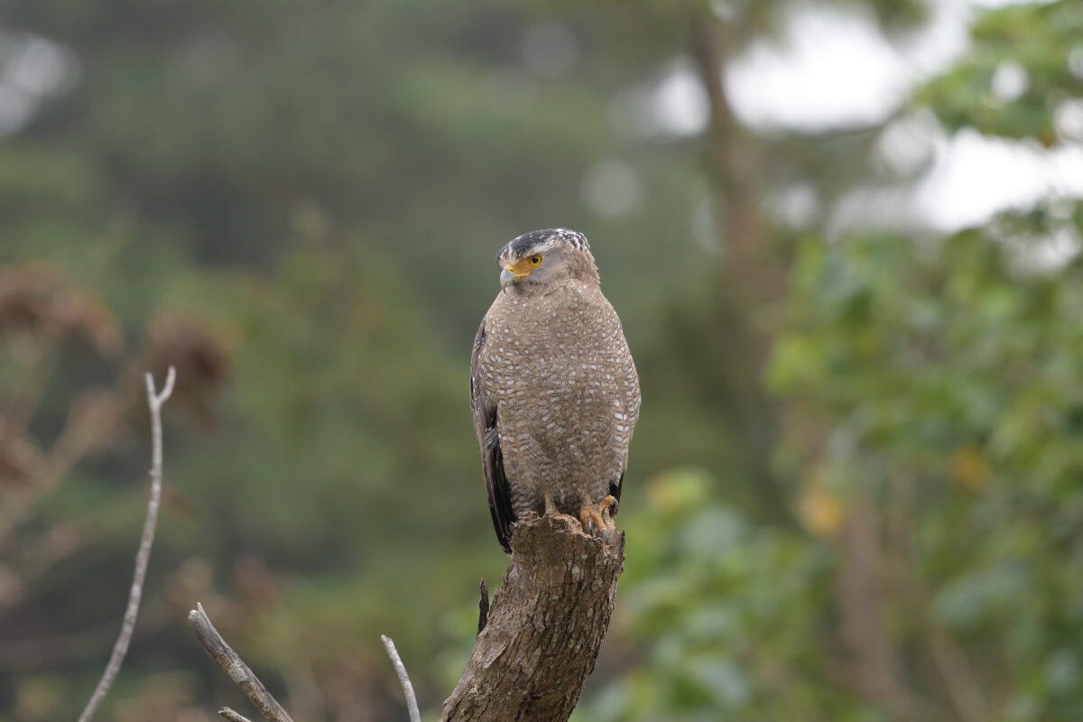カンムリワシ
西表島
浦内集落