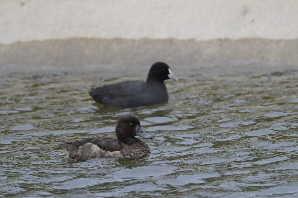 キンクロハジロ
オオバン
西表島
住吉コンポスト