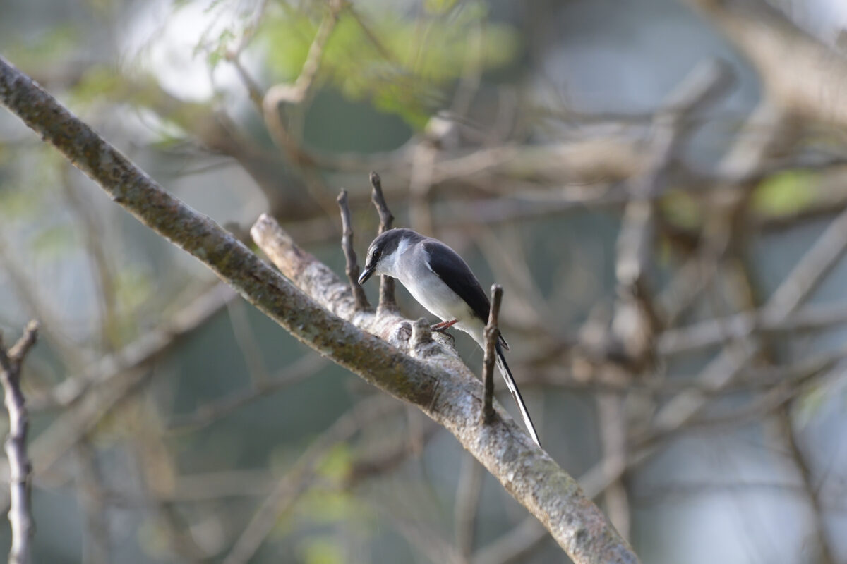 リュウキュウサンショウクイ
リュウキュウサンショウクイ♂
リュウキュウサンショウクイ雄
西表島
白浜林道