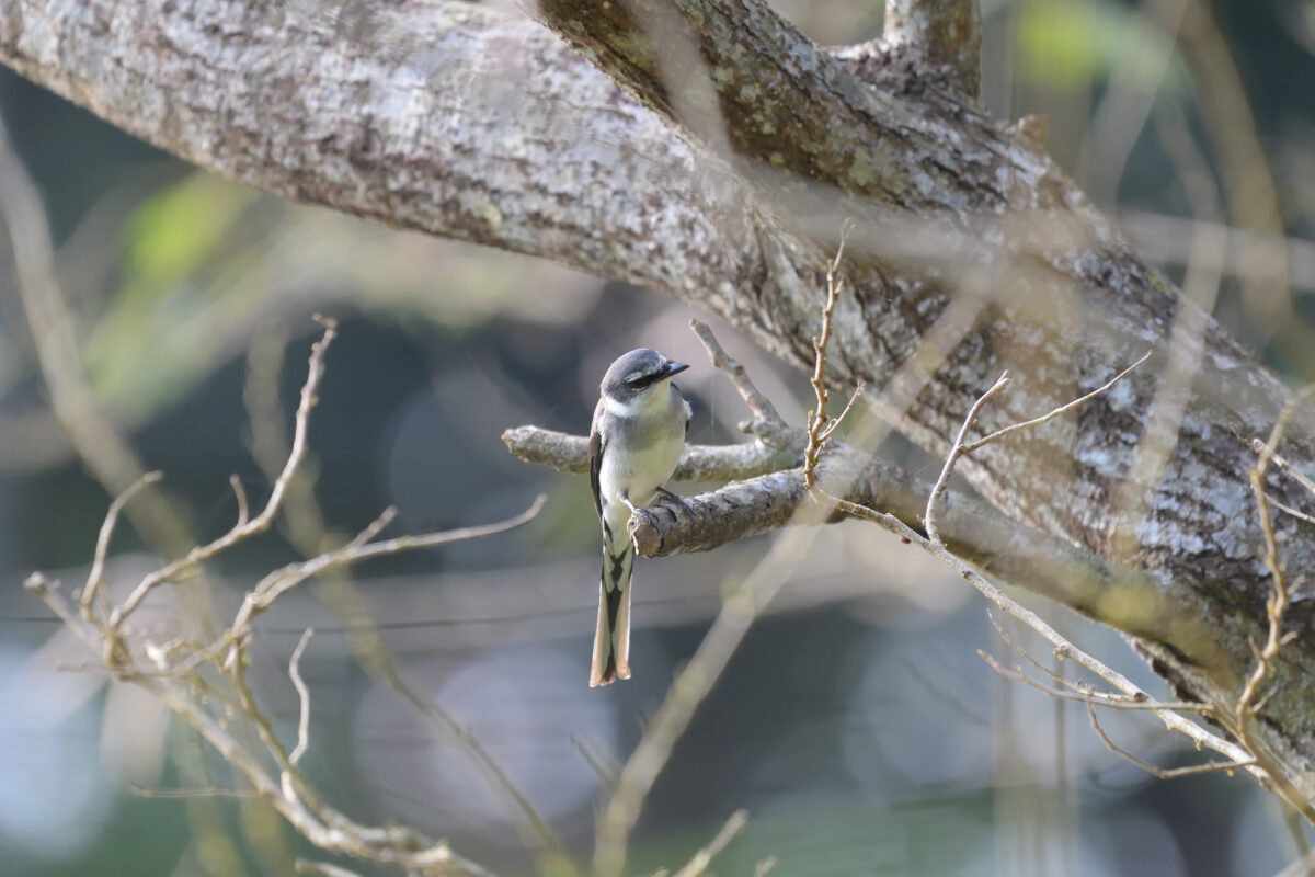 リュウキュウサンショウクイ
リュウキュウサンショウクイ♀
リュウキュウサンショウクイ雌
西表島
白浜林道