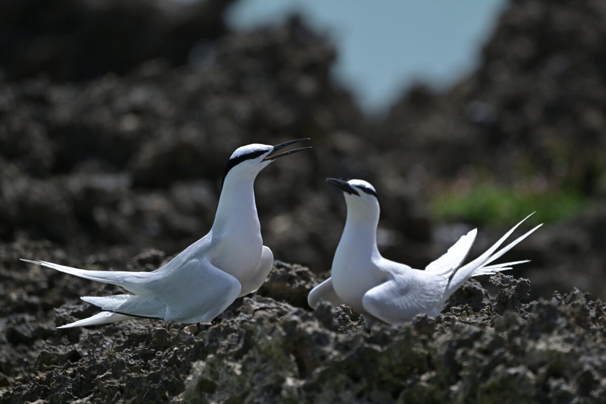 エリグロアジサシ
エリグロアジサシ抱卵
西表島
鳩離島