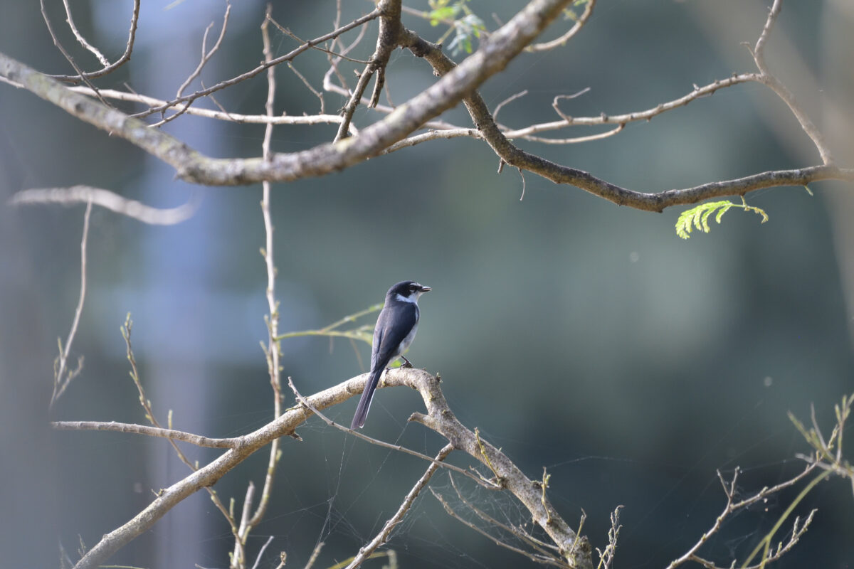 リュウキュウサンショウクイ
リュウキュウサンショウクイ♂
リュウキュウサンショウクイ雄
西表島
白浜林道