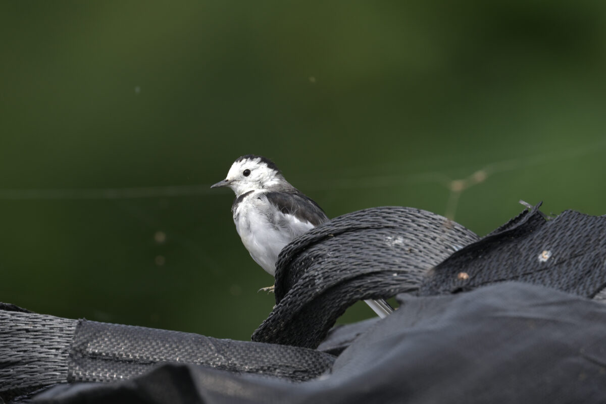 ホオジロハクセキレイ
西表島
美原の田んぼ
