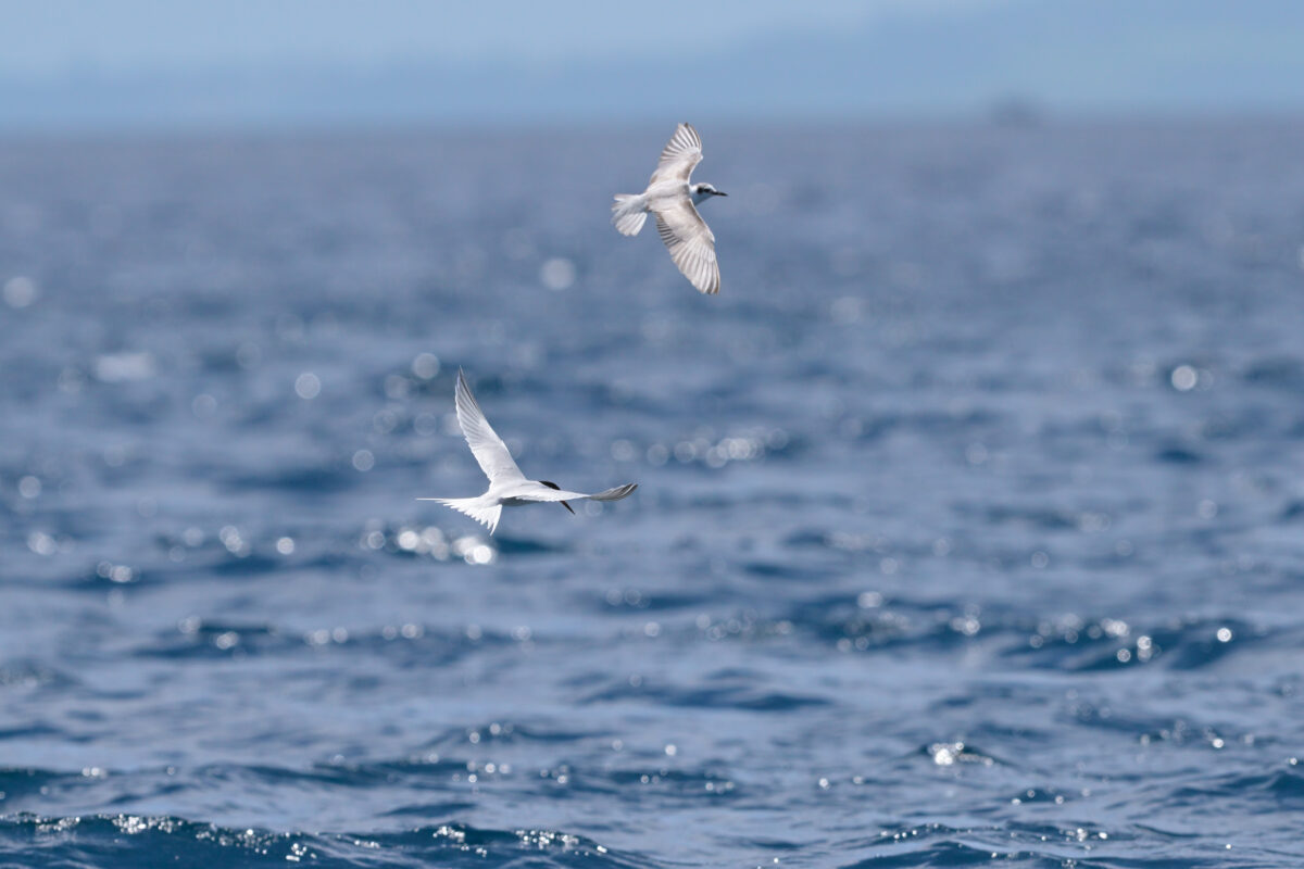 ベニアジサシ
ハジロクロハラアジサシ
鳩間島
西表島