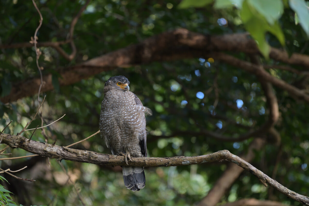 カンムリワシ
西表島
ミダラの田んぼ