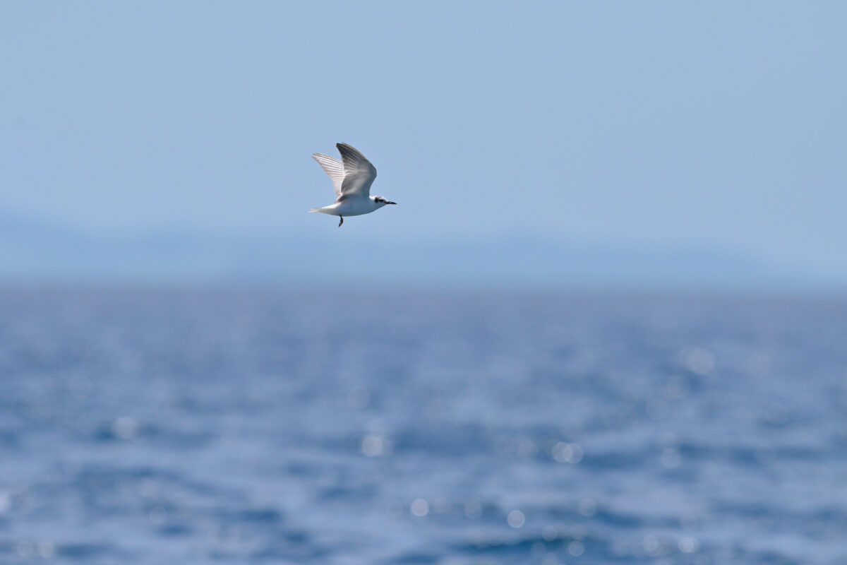 ハジロクロハラアジサシ
西表島
鳩間島