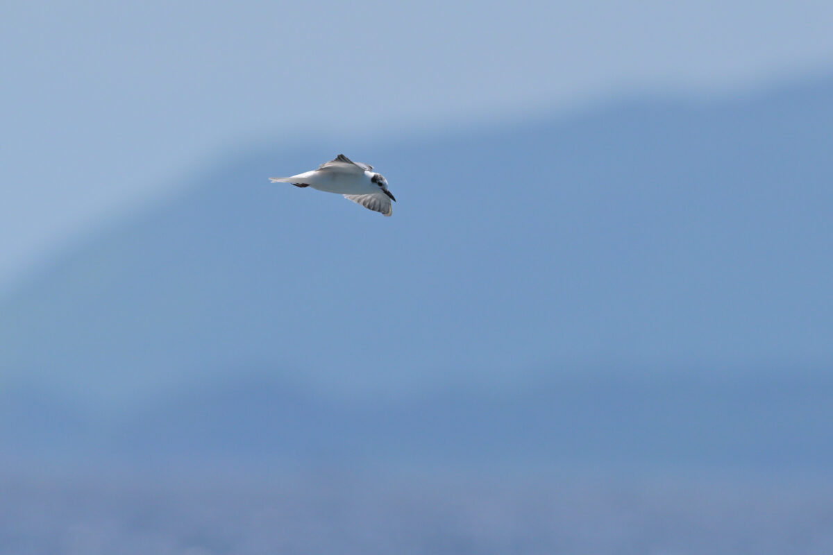 ハジロクロハラアジサシ
西表島
鳩間島