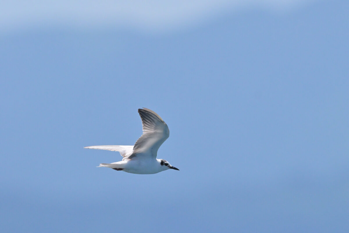ハジロクロハラアジサシ
西表島
鳩間島