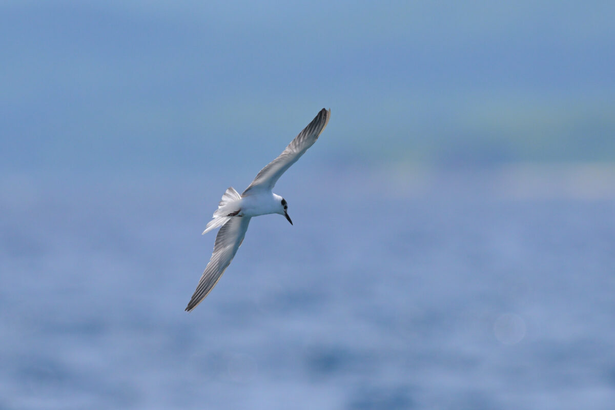 ハジロクロハラアジサシ
西表島
鳩間島