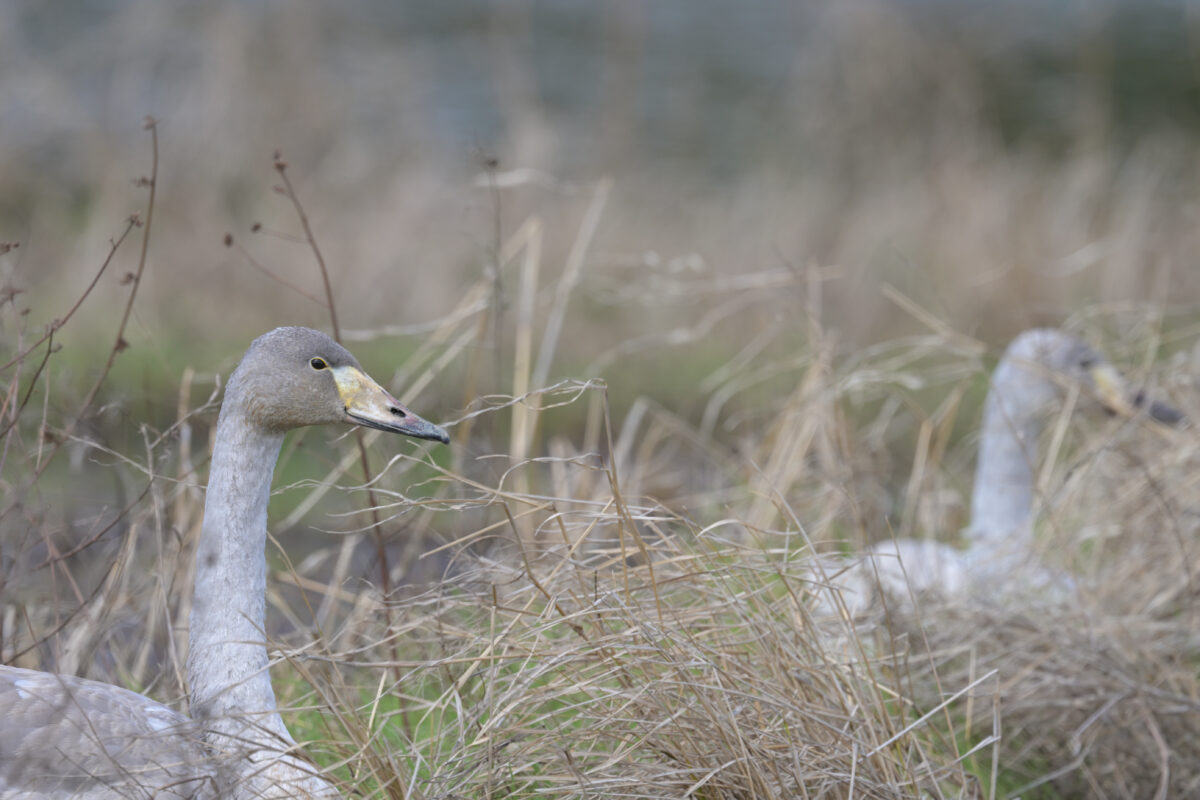 オオハクチョウ幼鳥
オオハクチョウ
西表島
オオホラダ
