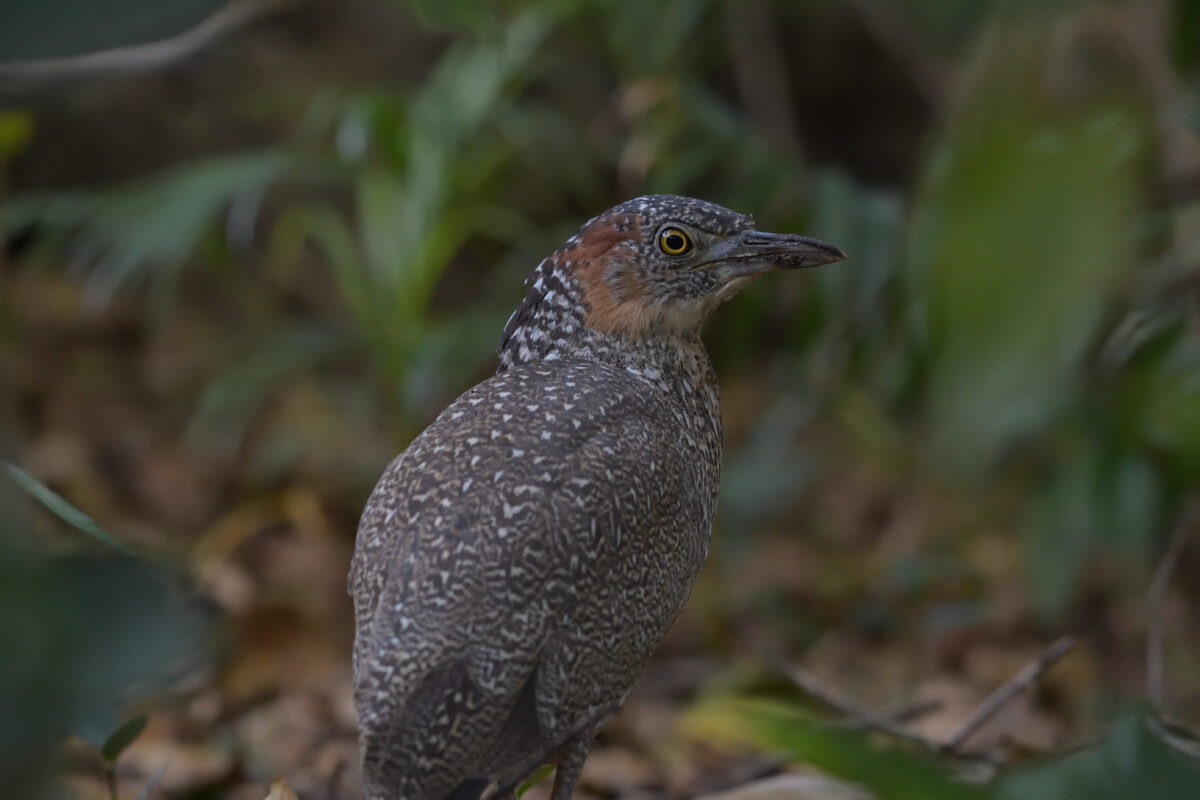 ズグロミゾゴイ
ズグロミゾゴイ幼鳥
西表島
西表島ホテル