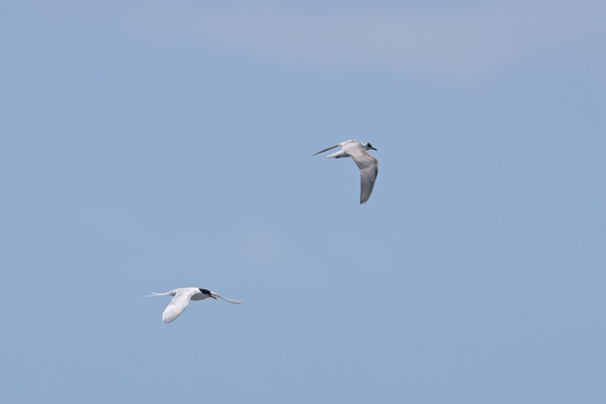 ベニアジサシ
ハジロクロハラアジサシ
鳩間島
西表島