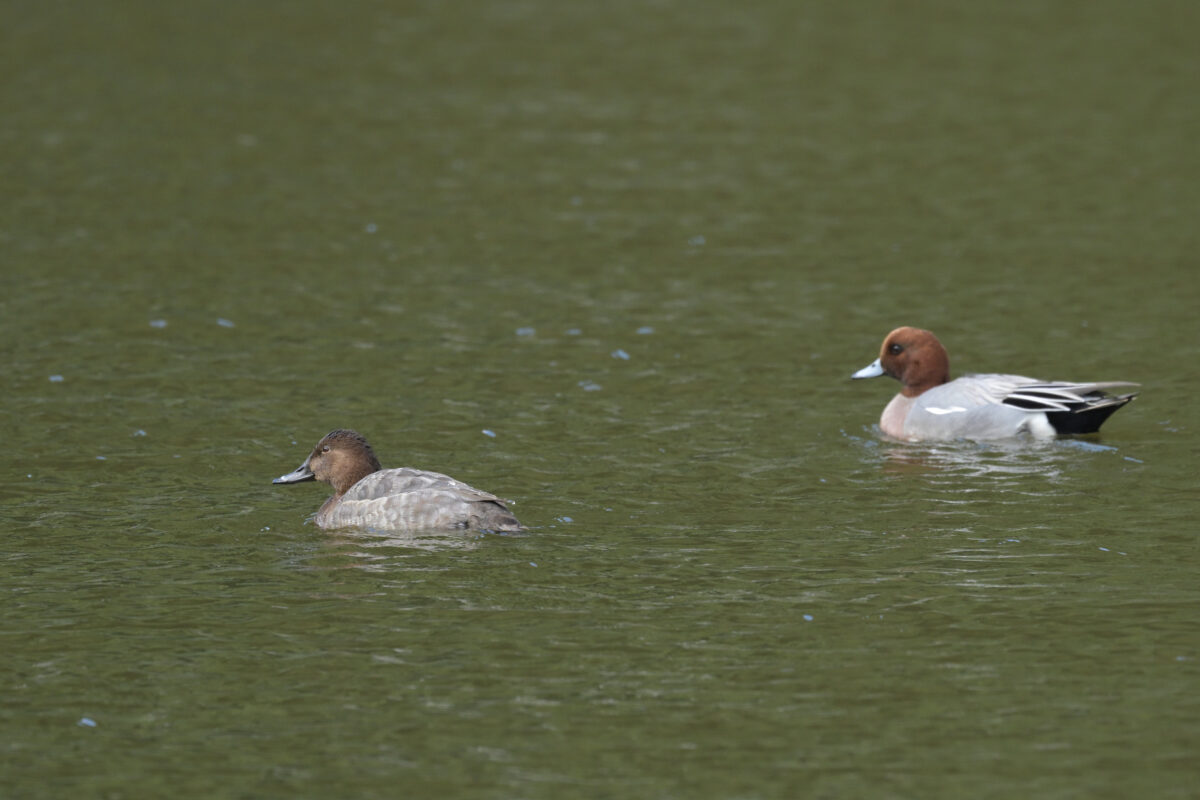 ホシハジロ
西表島
オオホラダ