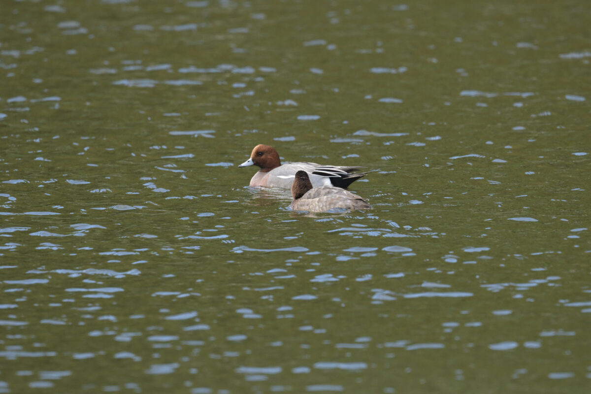 ヒドリガモ
西表島
オオホラダ
