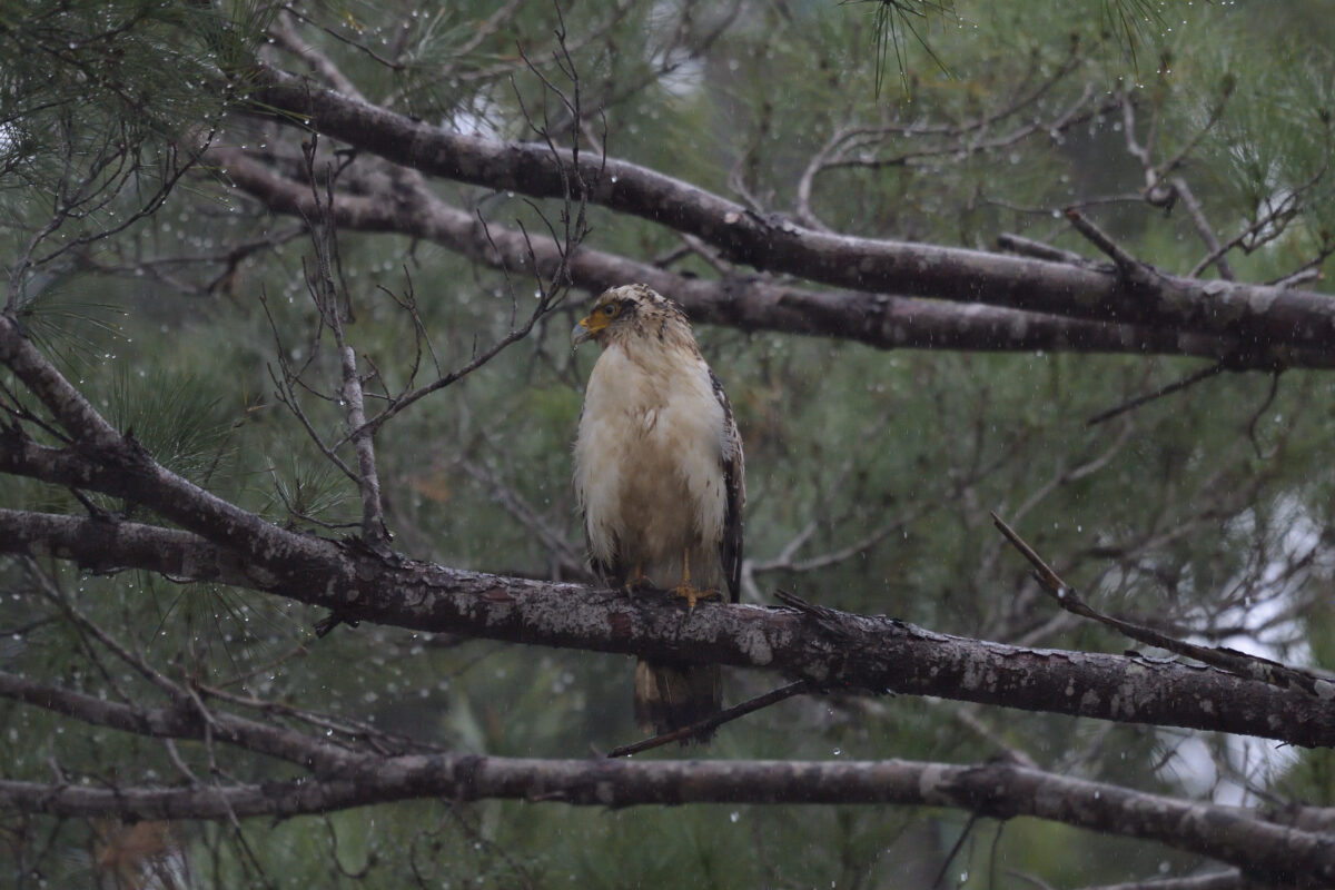 カンムリワシ
カンムリワシ幼鳥
西表島
星立集落
