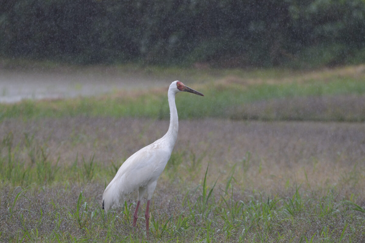 ソデグロヅル
西表島
ミダラの田んぼ