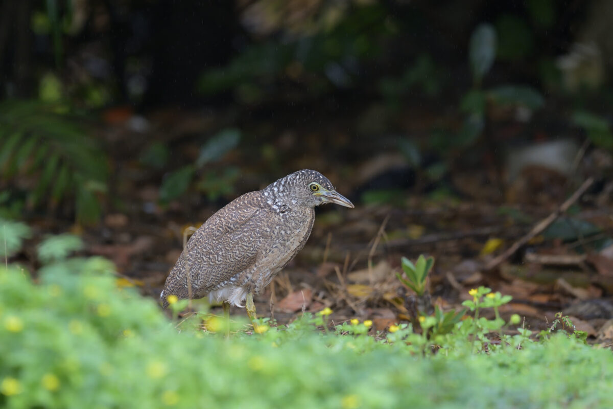 ズグロミゾゴイ
ズグロミゾゴイ幼鳥
西表島
古見集落