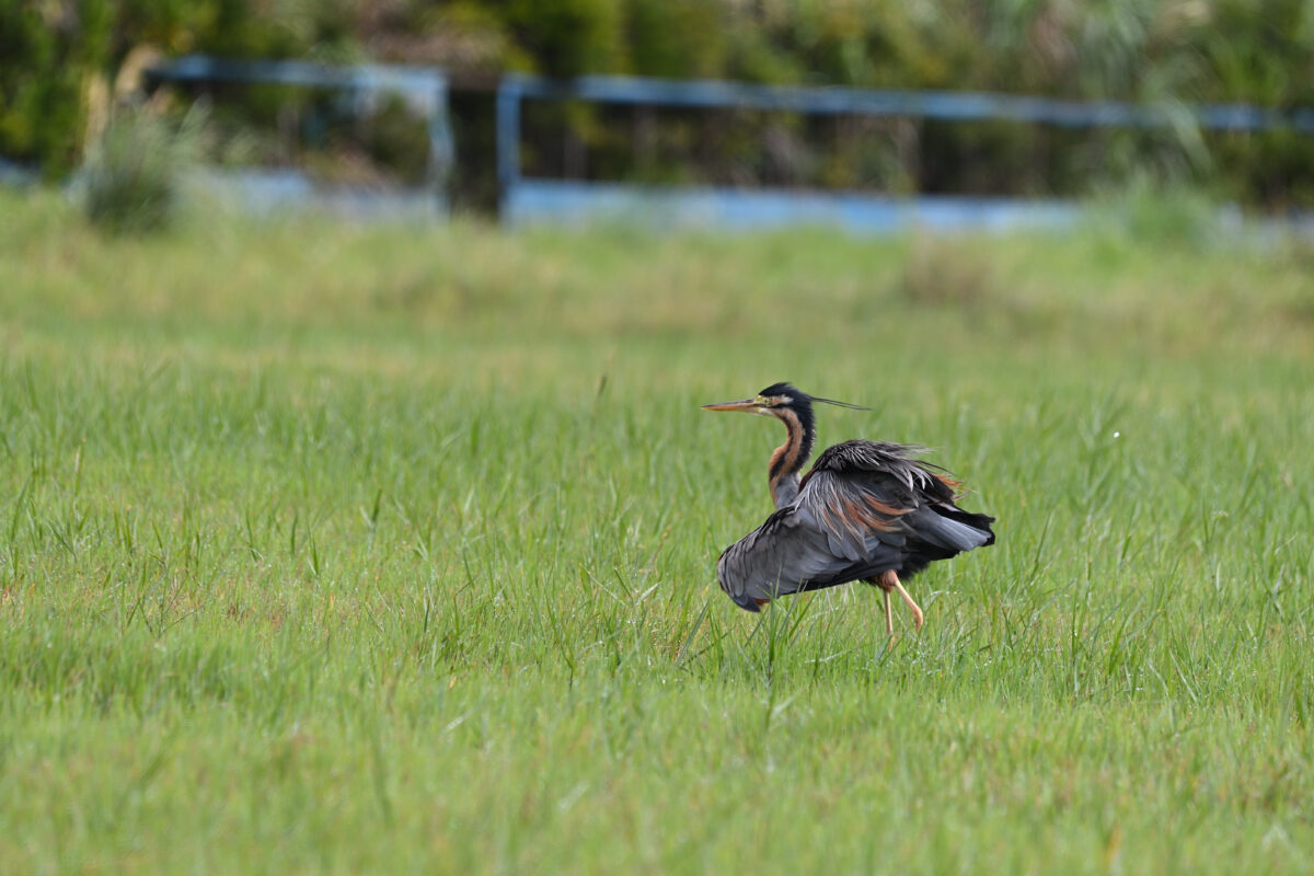 ムラサキサギ
ムラサキサギ若鳥
西表島
佐久田