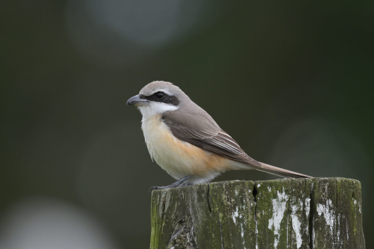 シマアカモズ
西表島
豊原集落