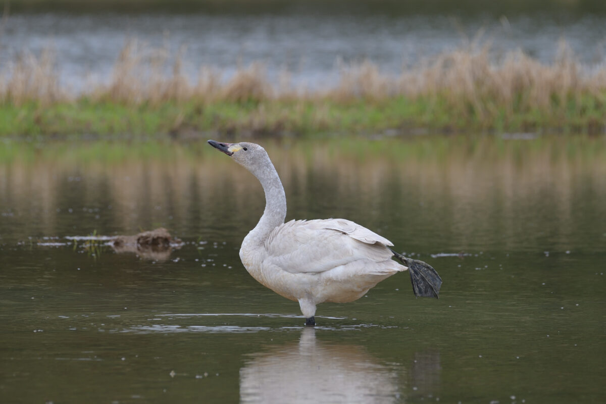 コハクチョウ
コハクチョウ幼鳥
西表島
オオホラダ