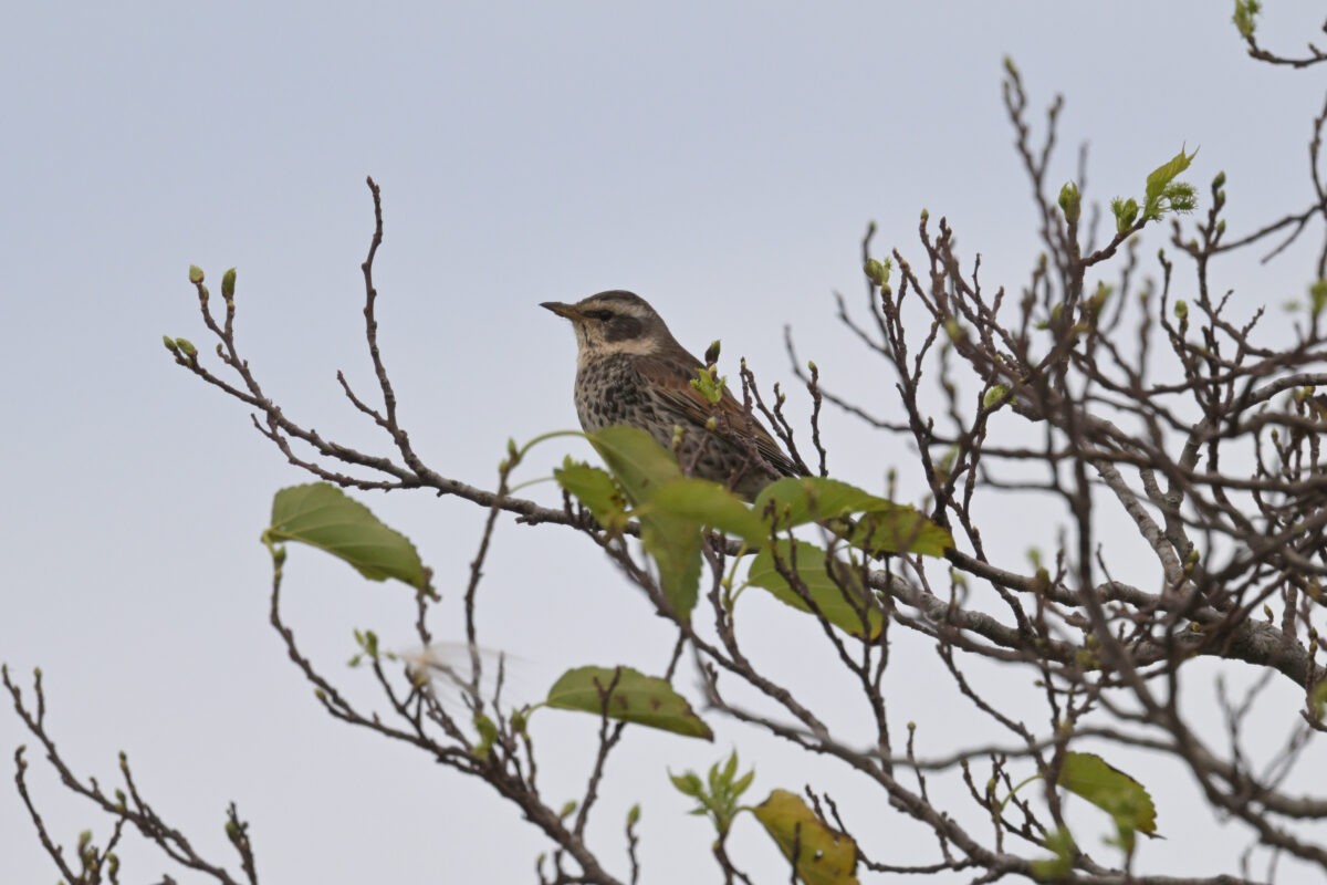 ツグミ
西表島
佐久田