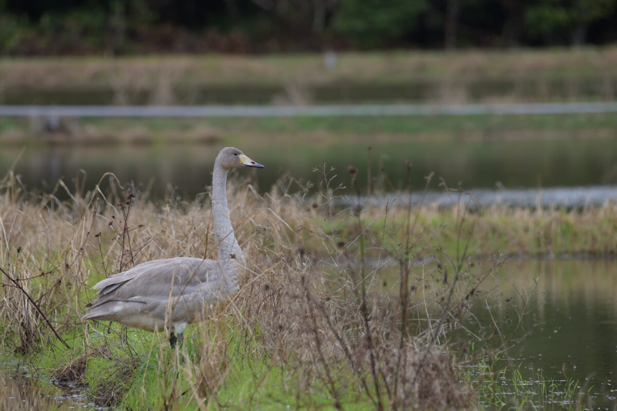 コハクチョウ
コハクチョウ幼鳥
西表島
オオホラダ