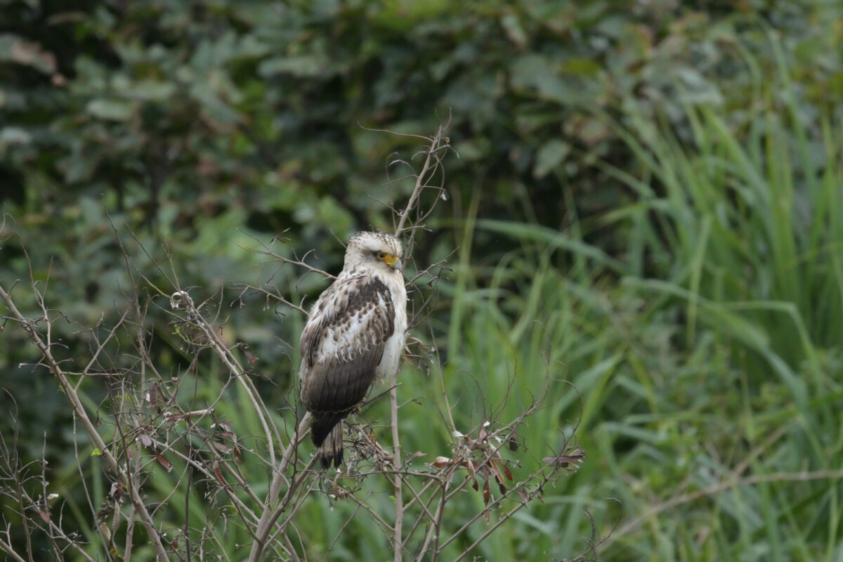 カンムリワシ
カンムリワシ幼鳥
西表島
ホネラ海岸