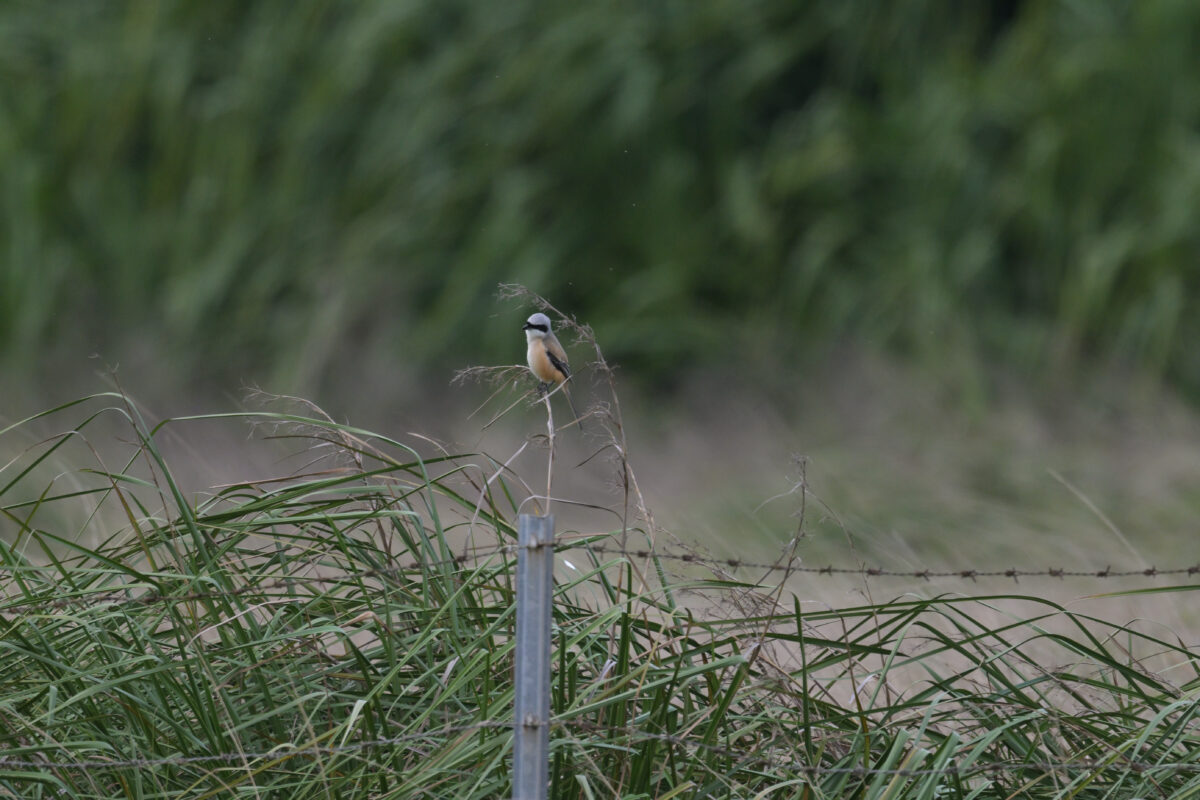 タカサゴモズ
西表島
住吉牧場
