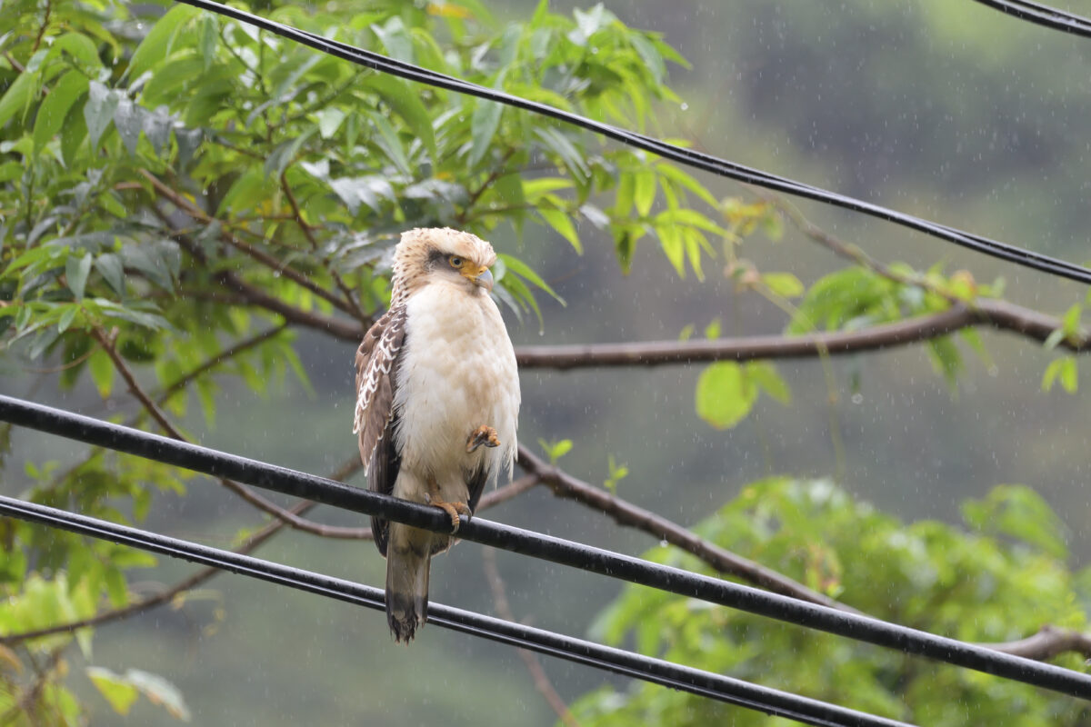 カンムリワシ
カンムリワシ幼鳥
西表島
浦内の田んぼ