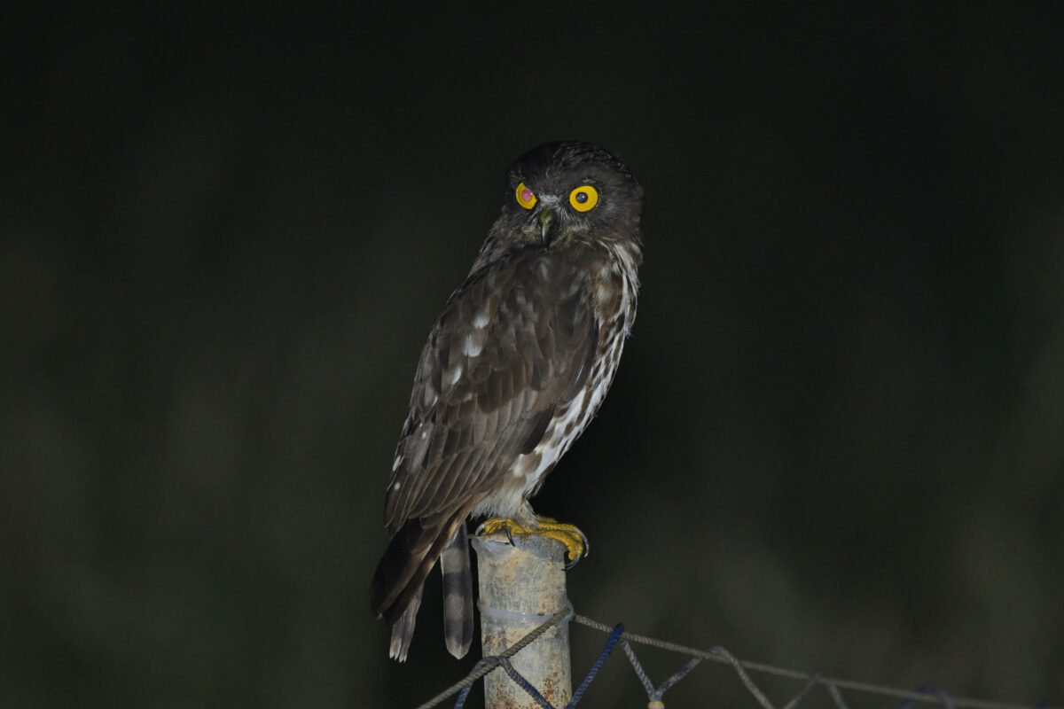 リュウキュウアオバズク
夜のリュウキュウアオバズク
ナイトツアー
西表島
タカピシ