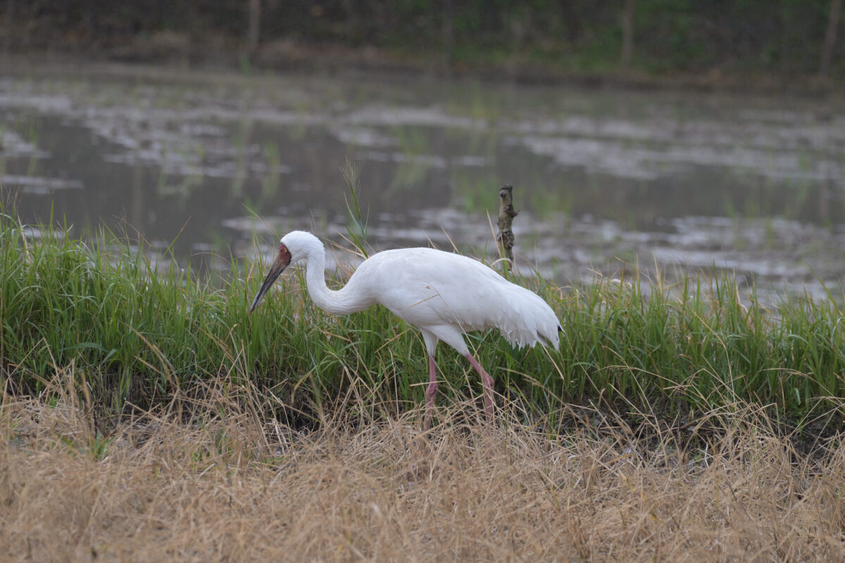 ソデグロヅル
西表島
ミダラの田んぼ