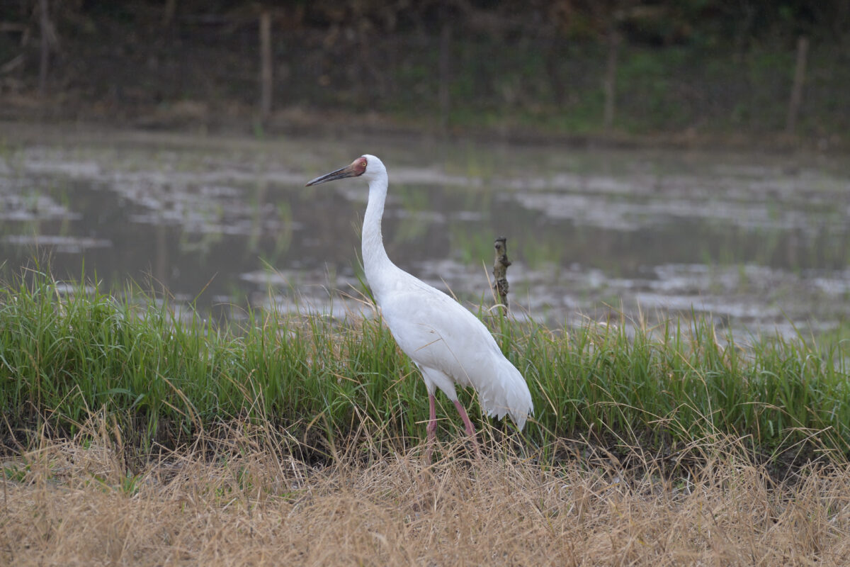 ソデグロヅル
西表島
ミダラの田んぼ