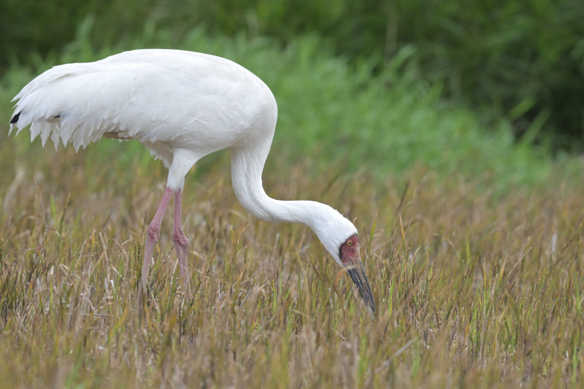ソデグロヅル
西表島
ミダラの田んぼ