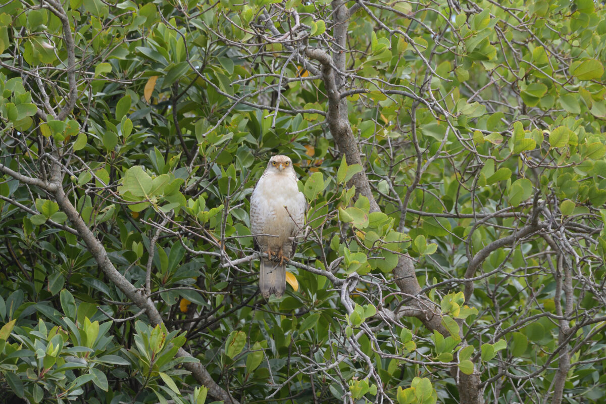 カンムリワシ
カンムリワシ幼鳥
西表島
美原の田んぼ